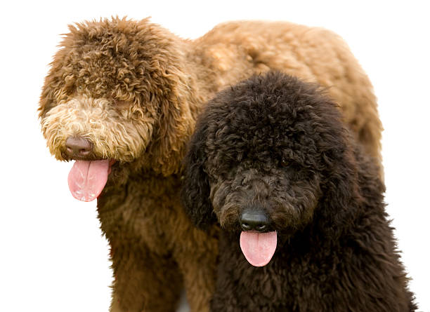 5+ Free Australian Labradoodles & Labradoodle Images - Pixabay