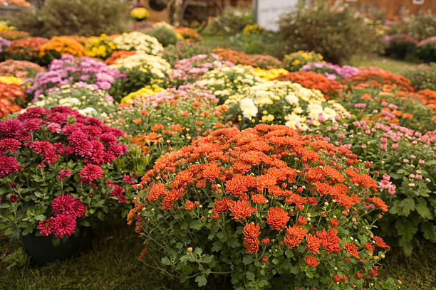 anzeige von mütter - chrysantheme stock-fotos und bilder