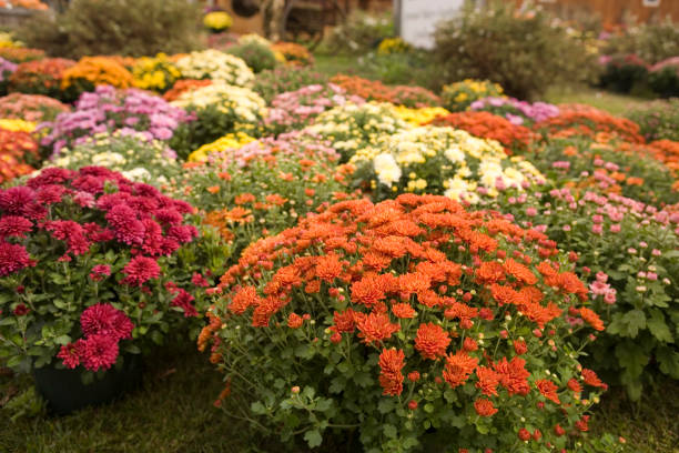 exibição de nos papais - chrysanthemum - fotografias e filmes do acervo