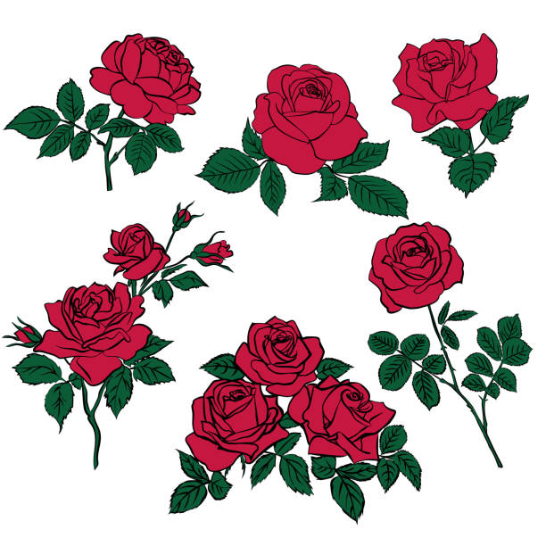 Silhouettes of red roses and green leaves silhouettes of rerd roses and green leaves isolated on white background. Vector illustration. tattoo silhouettes stock illustrations