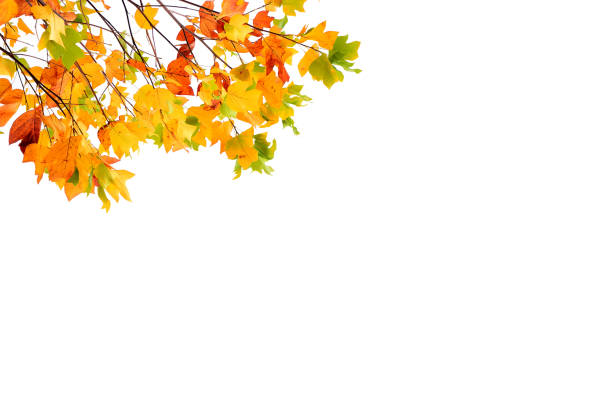 istock autumn colored leaves isolated on white background 1064658330