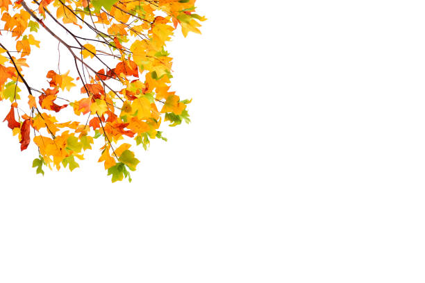 istock autumn colored leaves isolated on white background 1064658340