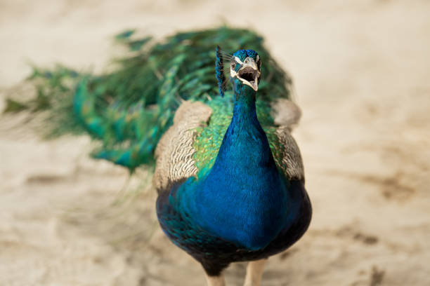 pavone su una spiaggia sabbiosa nei caraibi messicani - 7047 foto e immagini stock