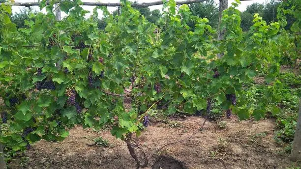 Photo of Grape bush, vineyard. Grape bush with bunches of grapes. A photo.
