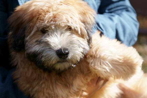 une pure race wheaten terrier chiot chien. - irish terrier terrier dog puppy photos et images de collection