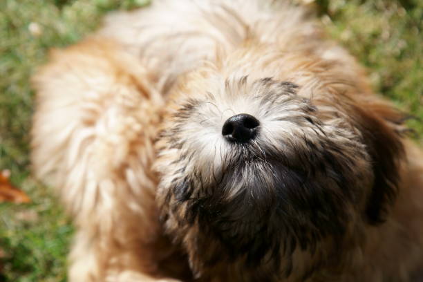 une pure race wheaten terrier chiot chien. - irish terrier terrier dog puppy photos et images de collection