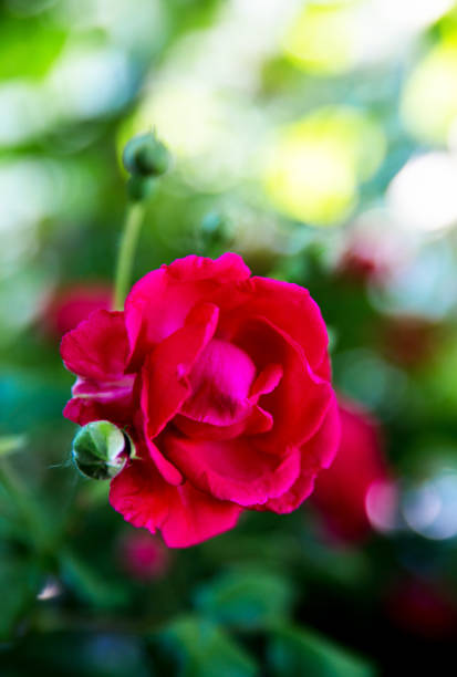 istock Bush of roses on bright summer day. 1064658414