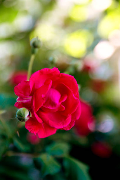istock Bush of roses on bright summer day. 1064658416