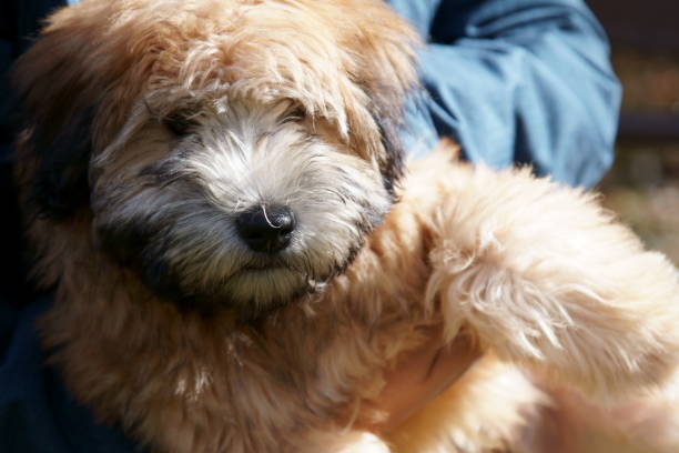 une pure race wheaten terrier chiot chien. - irish terrier terrier dog puppy photos et images de collection