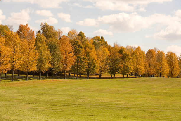istock LIne of Colorful Trees 106465861