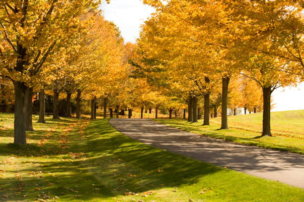 istock Road Through the Autumn Trees 106465868
