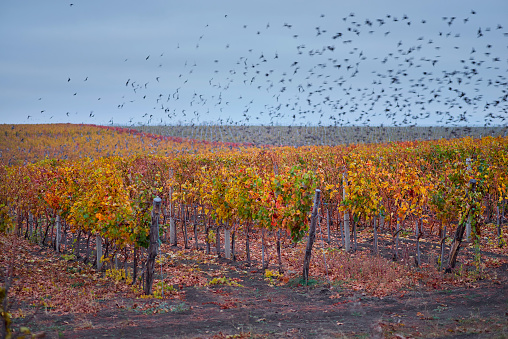 Flock of birds flying over the vineyard. european starlings eat up the grapes after harvest.