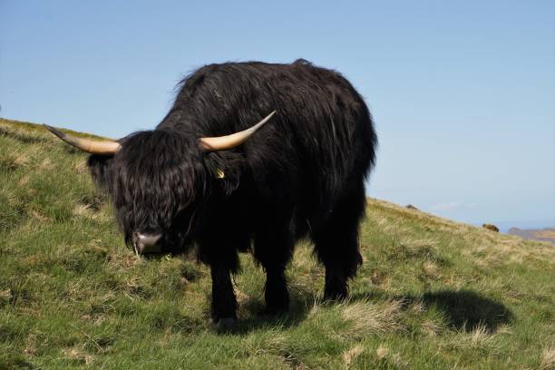 istock Black Highland Cow 1064658994