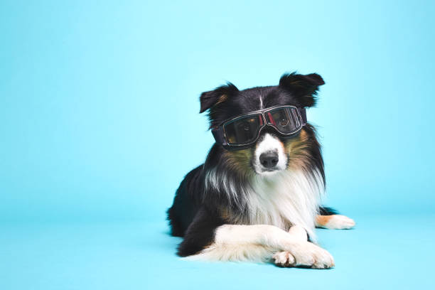 istock Disguised dog with glasses 1064662118