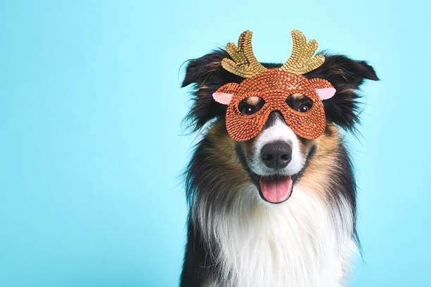 przebrany pies z maską łosia - costume expressing positivity cheerful close up zdjęcia i obrazy z banku zdjęć