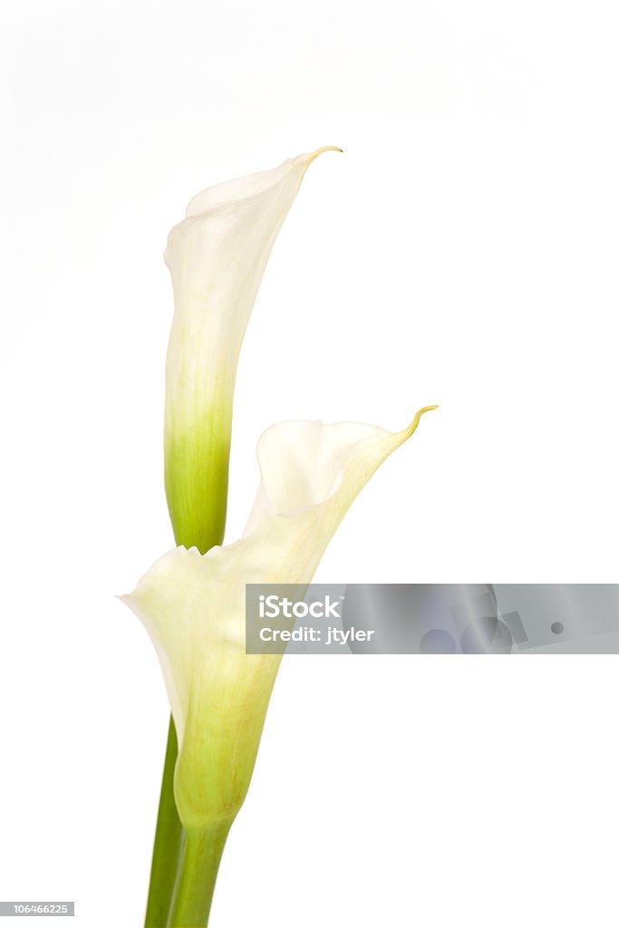 Apertura Lilies - Foto de stock de Blanco - Color libre de derechos