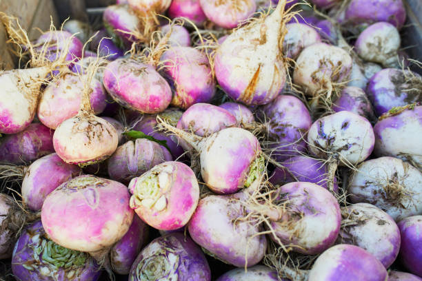 istock turnips on farm or market 1064665154