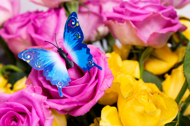 Colorful butterfly on Rose Flowers