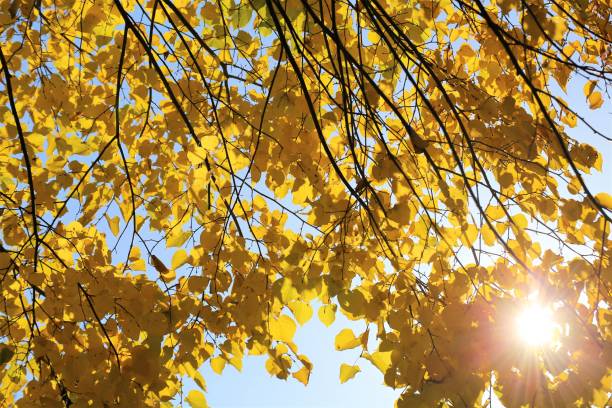 istock An Image of a autumn leaves 1064667516