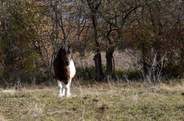 istock colorful horse in the meadow 1064668244