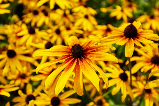 istock texture of echinacea, coneflower yellow 1064668438