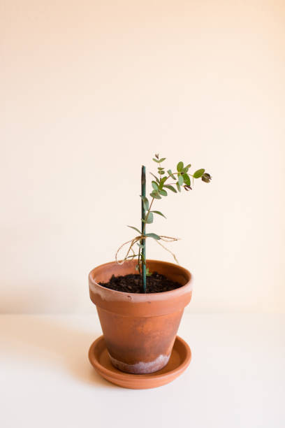 istock Eucalyptus Parvula 'Funky Monkey' Plant 1064669776