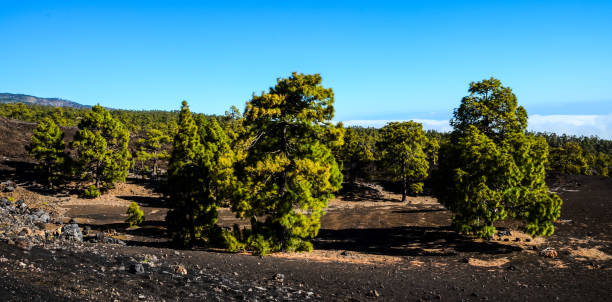 istock Forest In Teide National Park Tenerife 1064669928