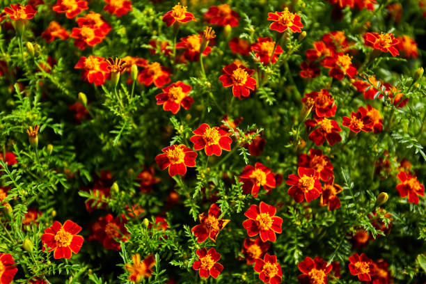 istock texture of Marigold 1064670336