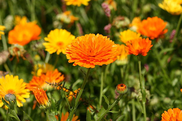 polny - flower blumenwiese meadow flower head zdjęcia i obrazy z banku zdjęć