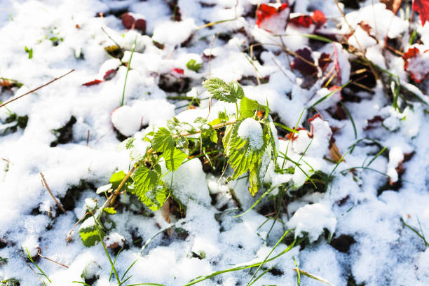 istock green twig on lawn covered with the first snow 1064673206