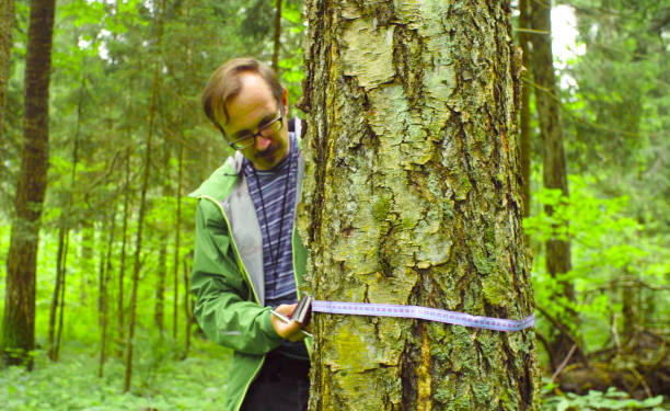 istock The ecologist in a forest measuring a tree trunk 1064673524