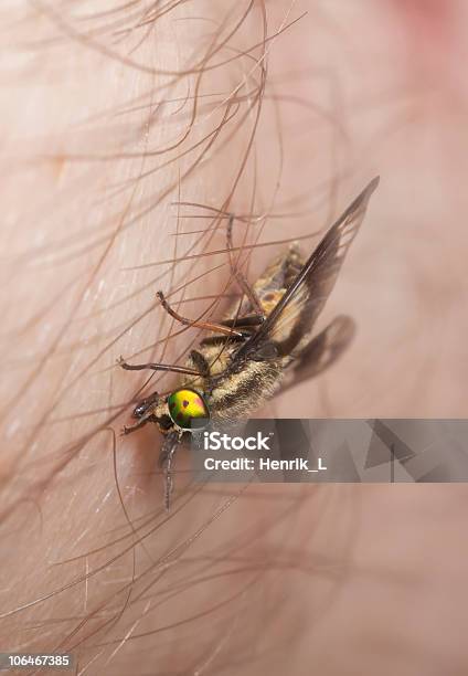 Gemelaslobed Deerfly Chrysops Relictus Foto de stock y más banco de imágenes de Aire libre - Aire libre, Ala de animal, Animal