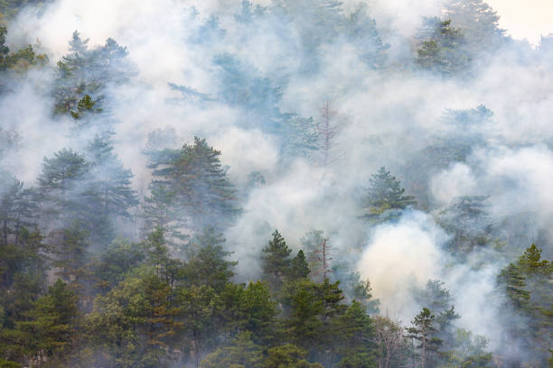 istock Wildfire smoke, close-up, damage, disaster 1064674344