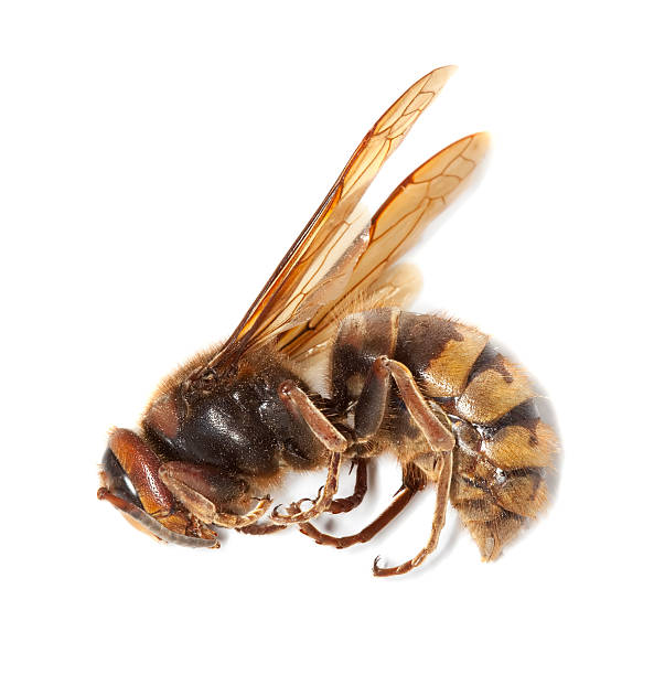 istock European hornet (Vespa crabro) isolated on white background. 106467523