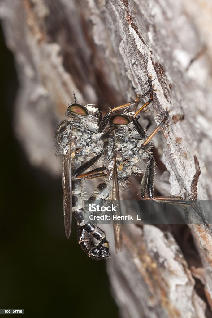 VUELA ladrón de inserción. Extreme Close-up. - Foto de stock de Aire libre libre de derechos