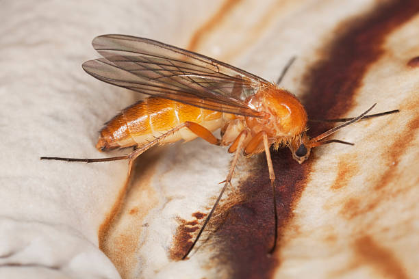 istock Small fly sitting on polypore. Extreme close-up. 106467719