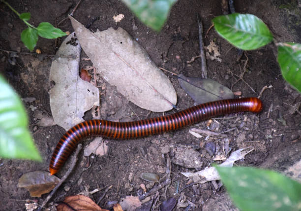 istock Real Giant millipede on the soil ground 1064677490