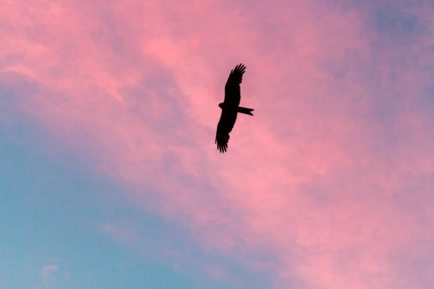 istock Majestic kite soaring amidst a pink sky 1064677698