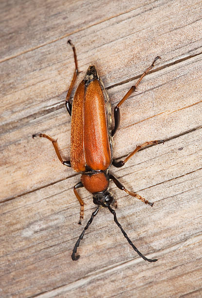 istock Red longhorn beetle (Stictoleptura rubra) sitting on log. 106467851