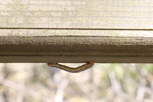 An infesting haunting caterpillar with orange head and green and black stripes slithering on a fence board in Calmarza, Aragon region, Spain