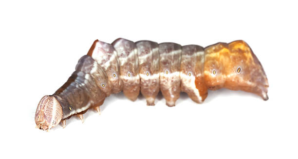 istock Large dark prominent larvae 106468023