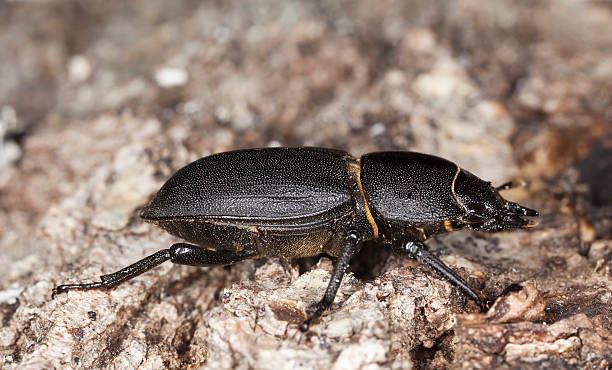 istock Lesser stag beetle on old oak. Macro photo. 106468027