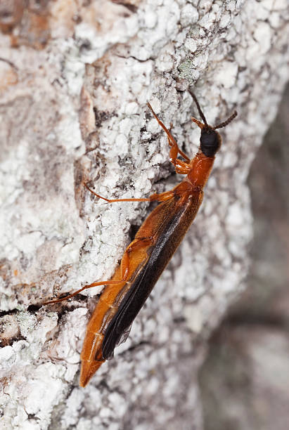 istock Lymexylon navale sitting on oak. Macro photo. 106468035