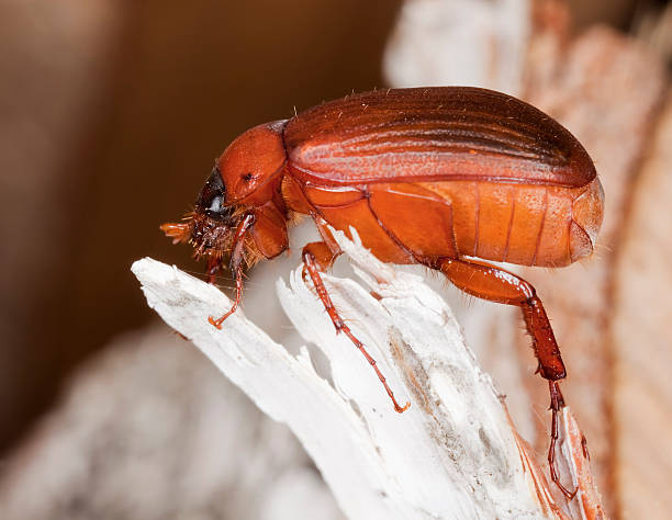 istock Brown chafer sitting on wood 106468049