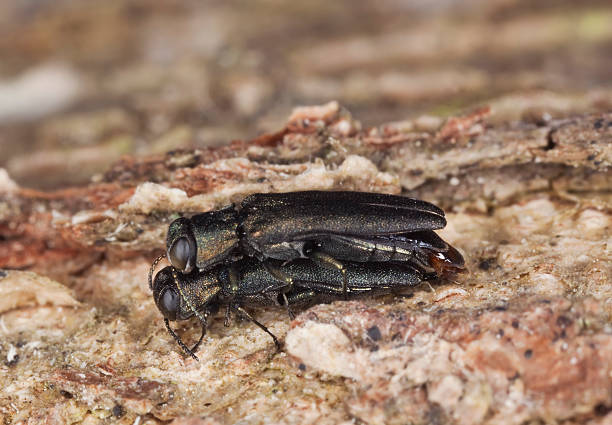 istock Mating metallic wood borers. Extreme close-up. 106468054