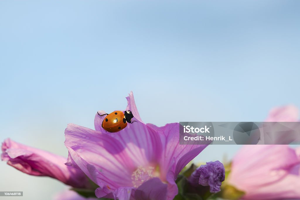 De mariquita en rosa flor. - Foto de stock de Aire libre libre de derechos