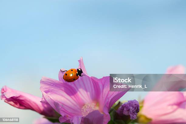 De Mariquita En Rosa Flor Foto de stock y más banco de imágenes de Aire libre - Aire libre, Animal, Artrópodo