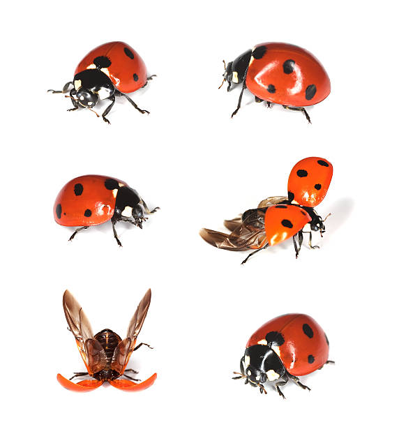 Ladybirds isolated on white background.  seven spot ladybird stock pictures, royalty-free photos & images