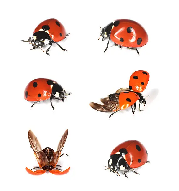 Photo of Ladybirds isolated on white background.