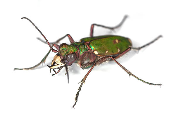 green tiger beetle (cicindela campestris) - 班蝥 個照片及圖片檔